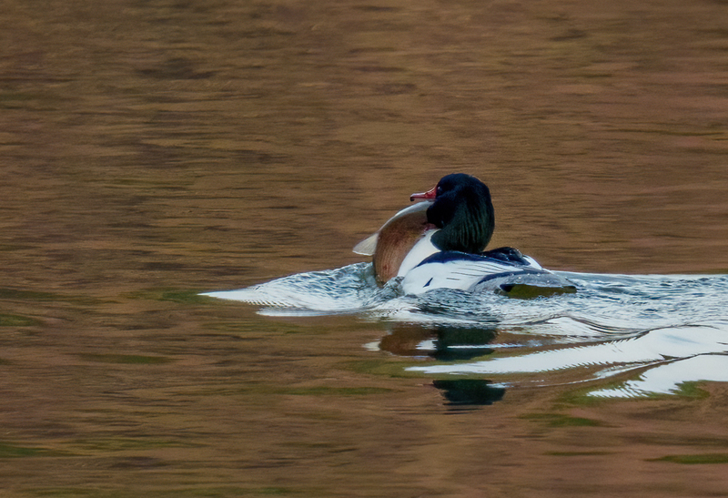 Common Merganser - Drake 2301.jpg :: Common Merganser, (Mergus merganser) male, Long Arm Dam, York County, Pennsylvania