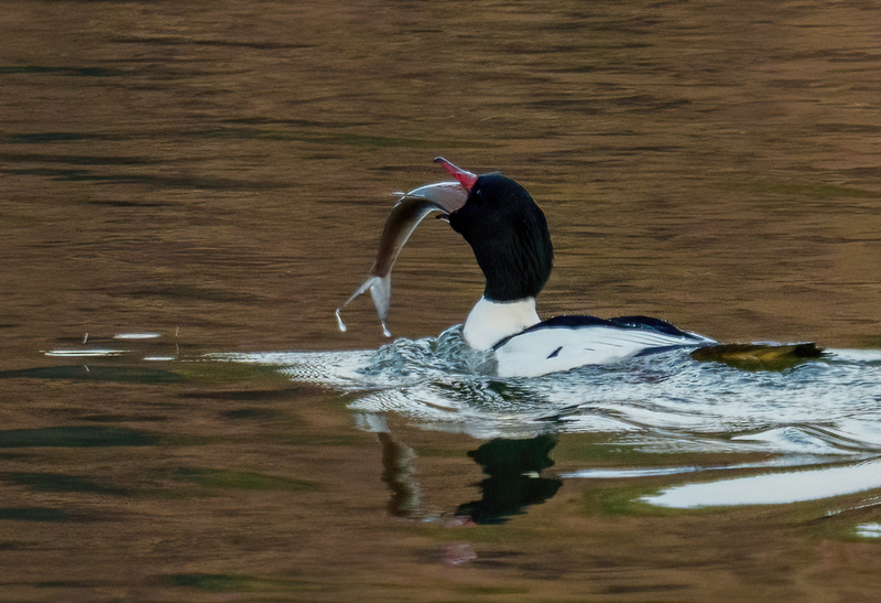 Common Merganser - Drake 2302.jpg :: Common Merganser, (Mergus merganser) male, Long Arm Dam, York County, Pennsylvania