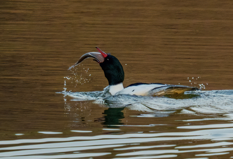 Common Merganser - Drake 2303.jpg :: Common Merganser, (Mergus merganser) male, Long Arm Dam, York County, Pennsylvania