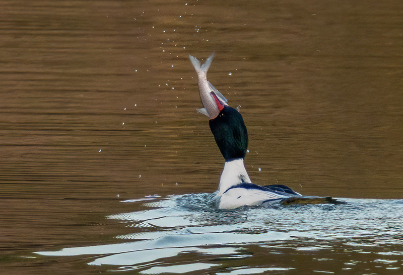 Common Merganser - Drake 2304.jpg :: Common Merganser, (Mergus merganser) male, Long Arm Dam, York County, Pennsylvania