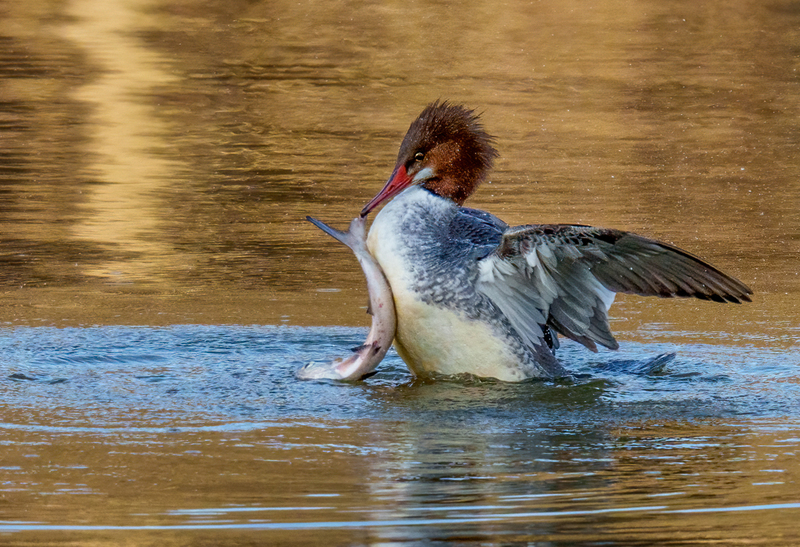 Common Merganser - Hen 2302.jpg :: Common Merganser, (Mergus merganser) female, Long Arm Dam, York County, Pennsylvania