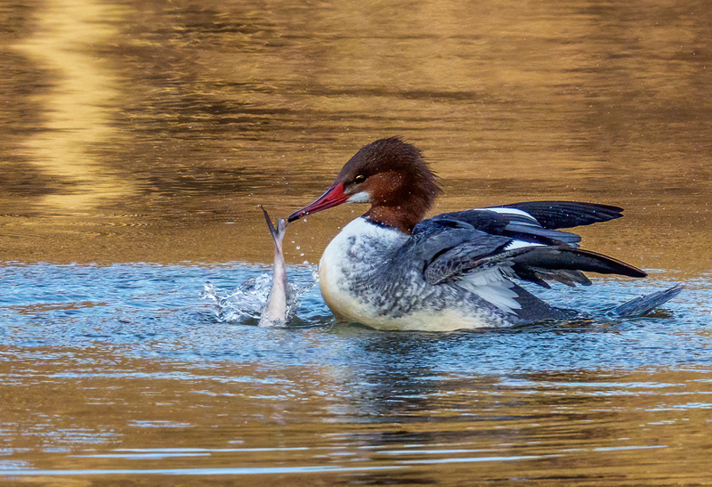 Common Merganser - Hen 2303.jpg :: Common Merganser, (Mergus merganser) female, Long Arm Dam, York County, Pennsylvania