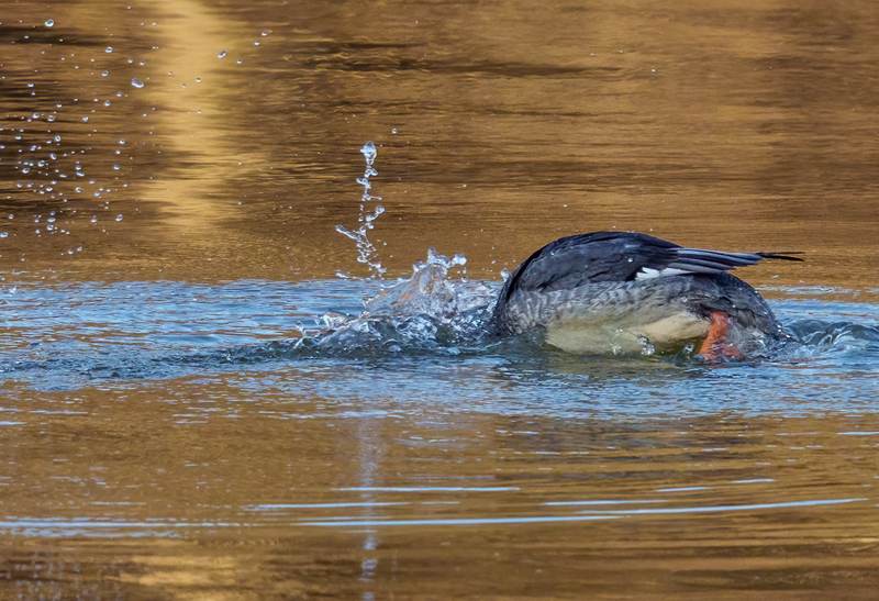 Common Merganser - Hen 2305.jpg :: Common Merganser, (Mergus merganser) female, Long Arm Dam, York County, Pennsylvania