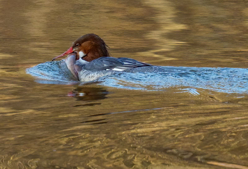 Common Merganser - Hen 2306.jpg :: Common Merganser, (Mergus merganser) female, Long Arm Dam, York County, Pennsylvania