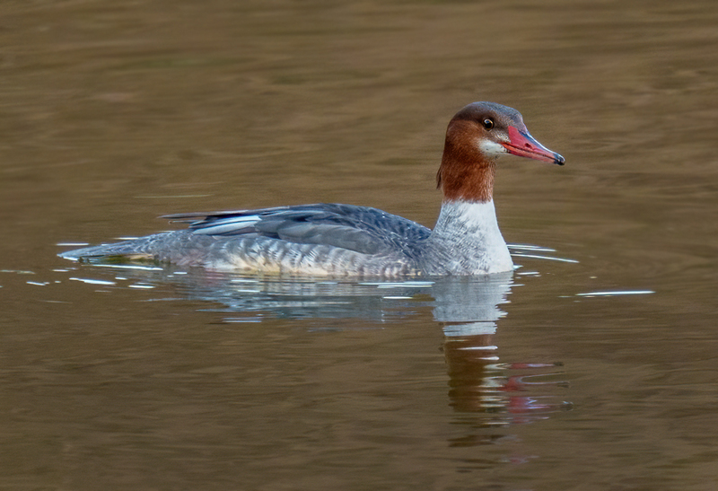 Common Merganser - Hen 2307.jpg :: Common Merganser, (Mergus merganser) female, Long Arm Dam, York County, Pennsylvania