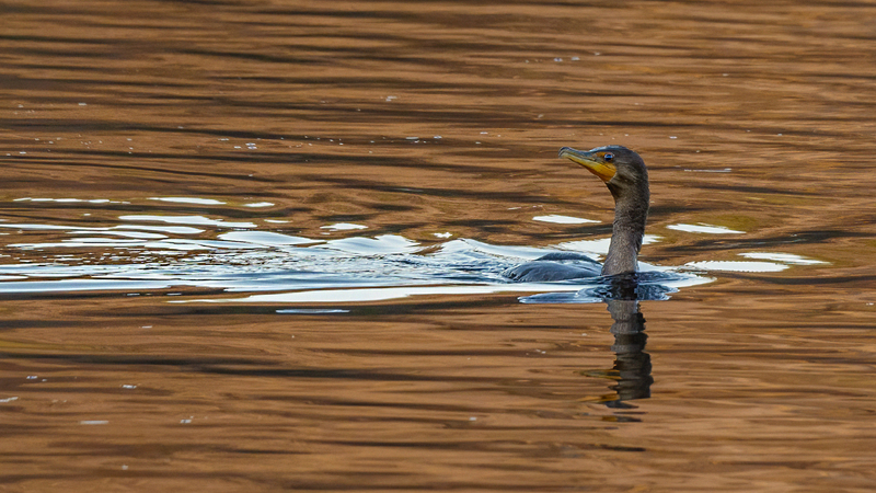 Double-crested Cormorant 2201(2).jpg