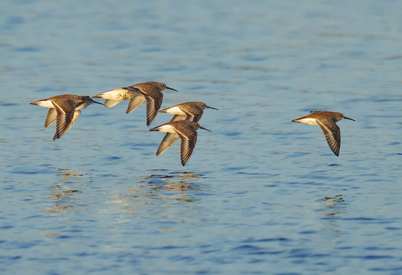 Dunlin 2301.jpg :: Dunlin (Calidris alpina) Rollover Pass, Bolivar Peninsula, Texas