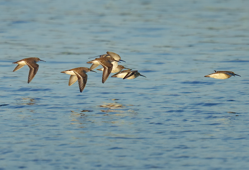 Dunlin 2302.jpg :: Dunlin (Calidris alpina) Rollover Pass, Bolivar Peninsula, Texas