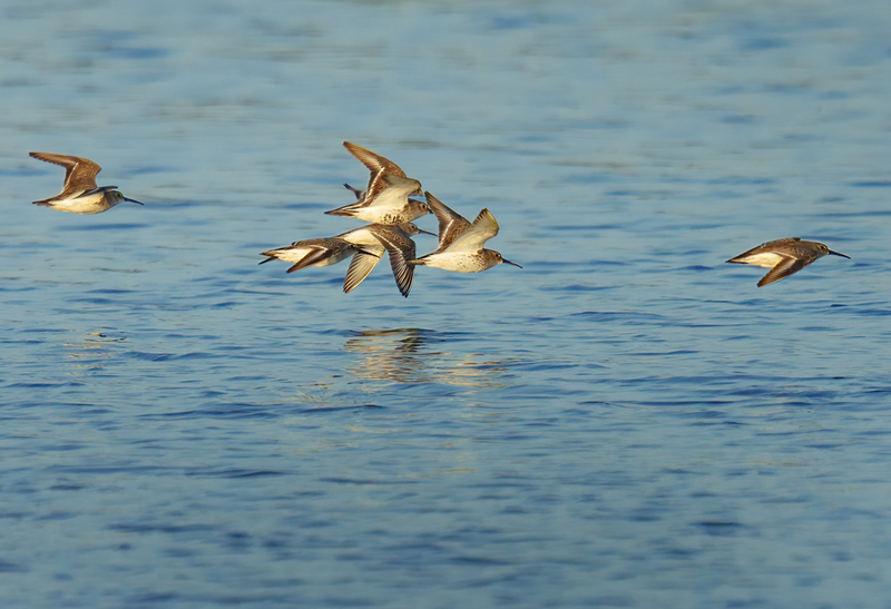 Dunlin 2303.jpg :: Dunlin (Calidris alpina) Rollover Pass, Bolivar Peninsula, Texas