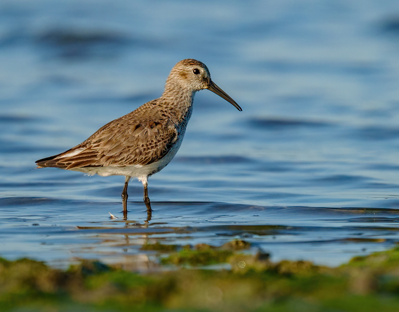 Dunlin 2304.jpg :: Dunlin (Calidris alpina) Rollover Pass, Bolivar Peninsula, Texas