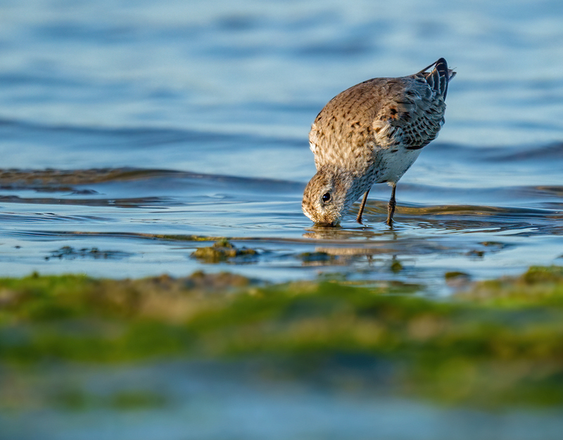 Dunlin 2305.jpg :: Dunlin (Calidris alpina) Rollover Pass, Bolivar Peninsula, Texas