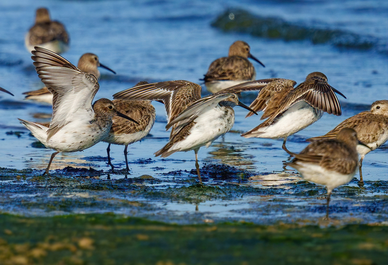 Dunlin 2307.jpg :: Dunlin (Calidris alpina) Rollover Pass, Bolivar Peninsula, Texas