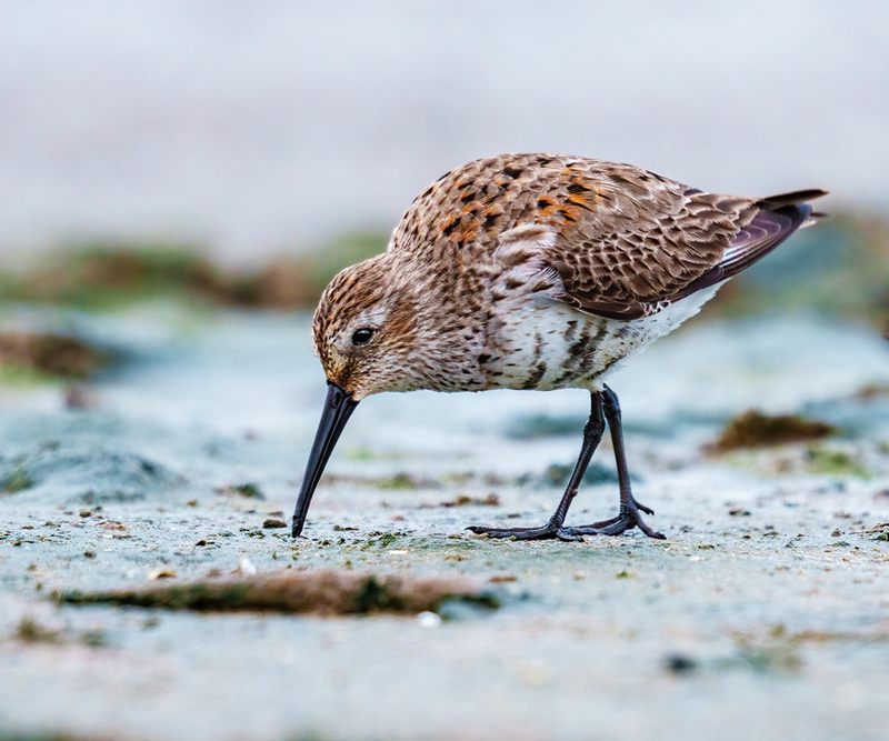 Dunlin 2308.jpg