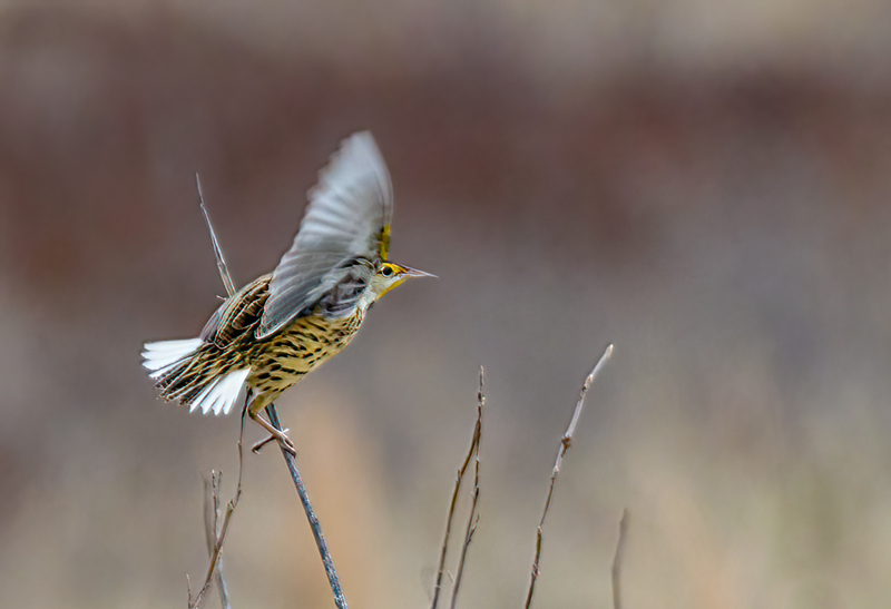 Eastern Meadowlark - 2203(1).jpg :: Eastern Meadowlark (Sturnella magna) Hopewell Recreation Complex, York County, Pennsylvania