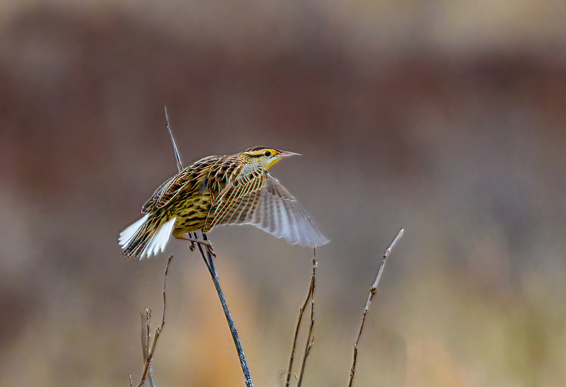 Eastern Meadowlark - 2205(1).jpg :: Eastern Meadowlark (Sturnella magna) Hopewell Recreation Complex, York County, Pennsylvania