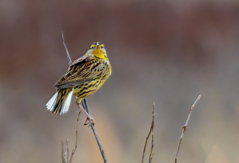 Eastern Meadowlark - 2206(1).jpg :: Eastern Meadowlark (Sturnella magna) Hopewell Recreation Complex, York County, Pennsylvania