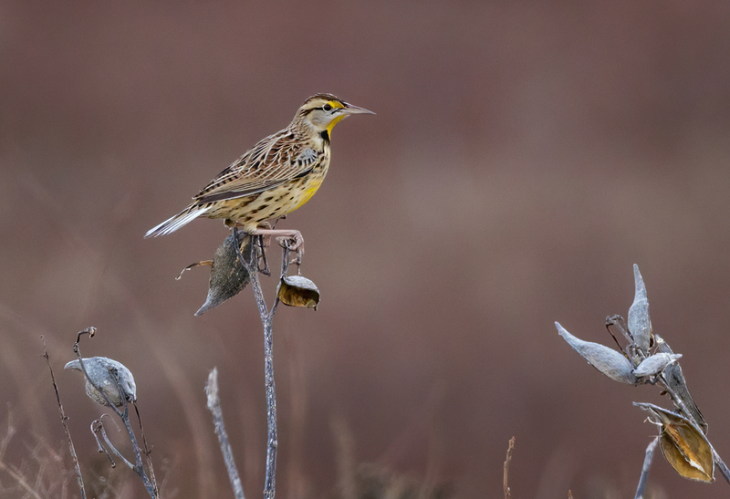 Eastern Meadowlark - female 2201.jpg :: Eastern Meadowlark (Sturnella magna) Hopewell Recreation Complex, York County, Pennsylvania