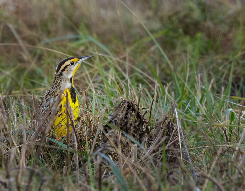 Eastern Meadowlark - male  2202(1).jpg :: Eastern Meadowlark (Sturnella magna) Hopewell Recreation Complex, York County, Pennsylvania