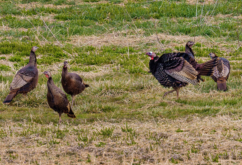 Eastern Wild Turkey - Toms 2301.jpg :: Eastern Wild Turkey, York County, Pennsylvania