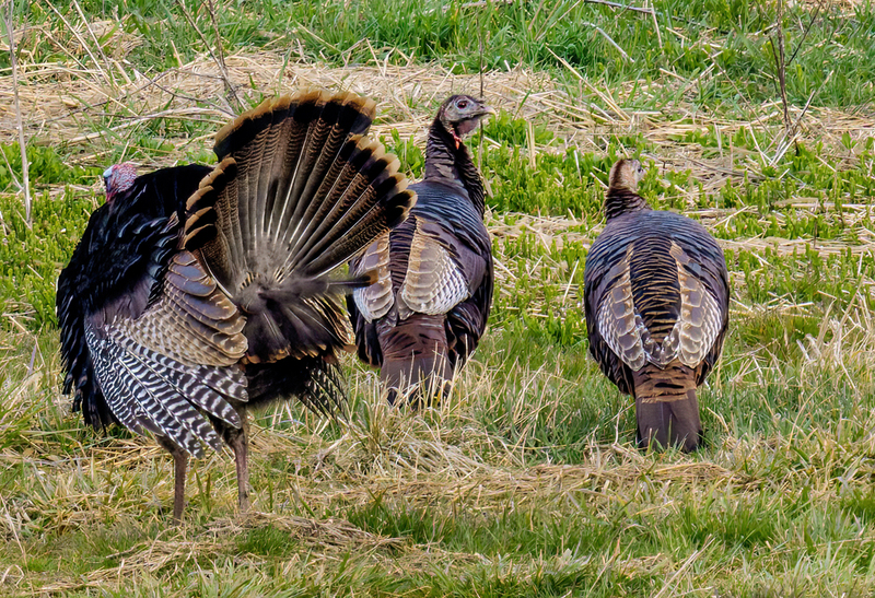 Eastern Wild Turkey - Toms 2302.jpg :: Eastern Wild Turkey, York County, Pennsylvania