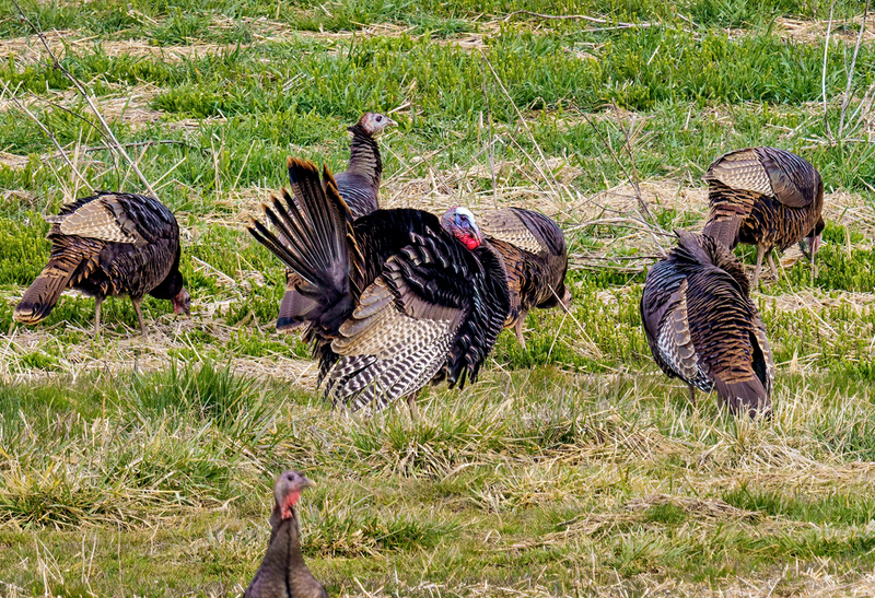 Eastern Wild Turkey - Toms 2303.jpg :: Eastern Wild Turkey, York County, Pennsylvania