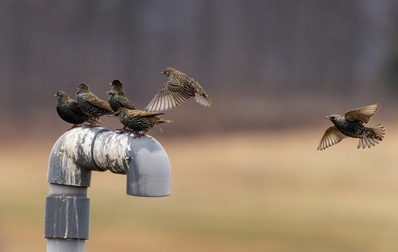 European Starlings 2201(1).jpg :: European Starling, Hopewell Recreation Complex. York County, Pennsylvania