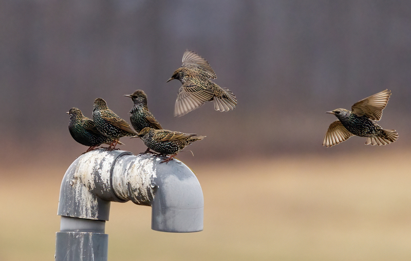 European Starlings 2202(1).jpg :: European Starling, Hopewell Recreation Complex. York County, Pennsylvania