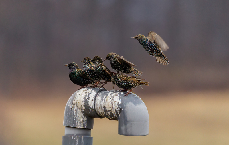 European Starlings 2203(1).jpg :: European Starling, Hopewell Recreation Complex. York County, Pennsylvania