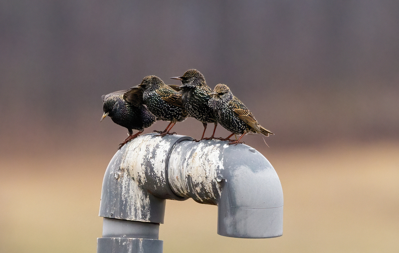 European Starlings 2204(1).jpg :: European Starling, Hopewell Recreation Complex. York County, Pennsylvania