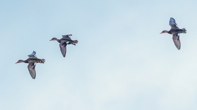 Gadwall Ducks 2201.jpg :: Gadwall Ducks  (Anas strepera) Long Arm Reservoir, York County, Pennsylvania