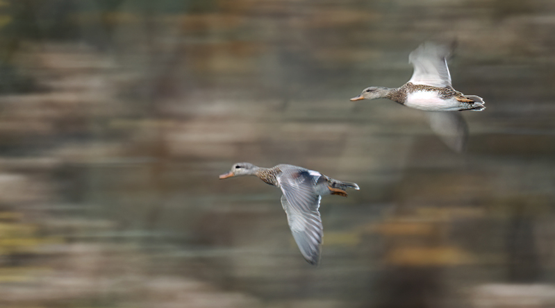 Gadwall Ducks 2202.jpg :: Gadwall Ducks  (Anas strepera) Long Arm Reservoir, York County, Pennsylvania
