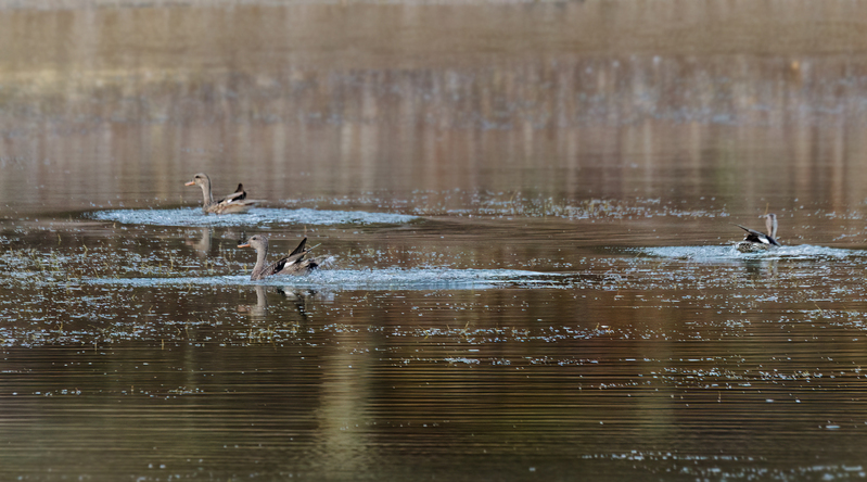 Gadwall Ducks 2203.jpg :: Gadwall Ducks  (Anas strepera) Long Arm Reservoir, York County, Pennsylvania