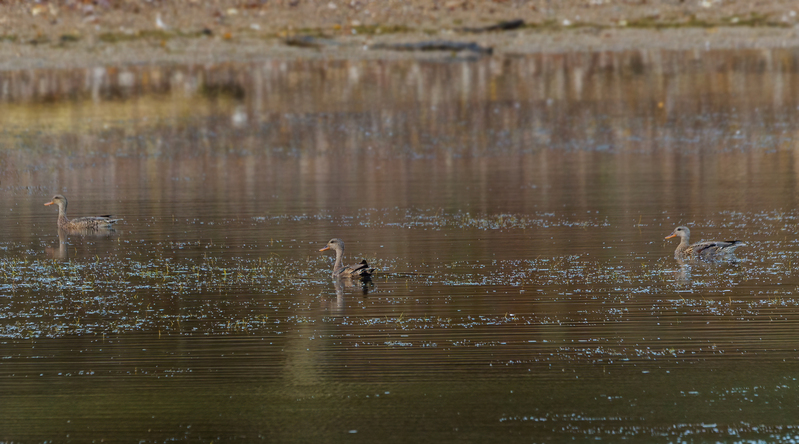 Gadwall Ducks 2204.jpg :: Gadwall Ducks  (Anas strepera) Long Arm Reservoir, York County, Pennsylvania