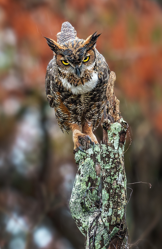 Great Hoened Owl 2401.jpg :: Great Horned Owl  (Bubo virginianus ) Chambers County,  Texas