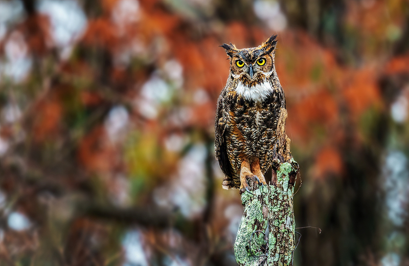 Great Hoened Owl 2402.jpg :: Great Horned Owl  (Bubo virginianus ) Chambers County,  Texas