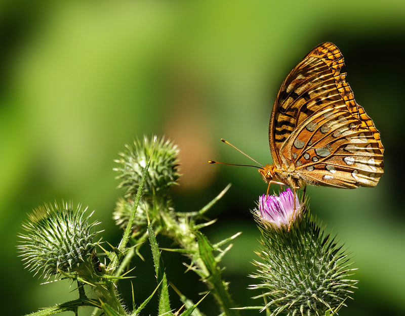 Great Spangled Fritillary - Speyeria cybele 2201.jpg :: Great Spangled Fritillary Butterfly (Speyeria cybele) Michaux State Forest, Adams County, Pennsylvania