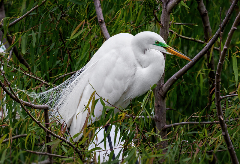 Grteat Egret 2301.jpg