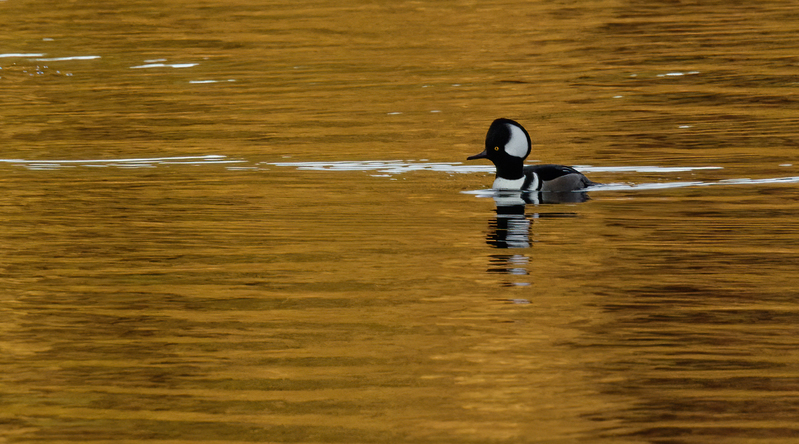 Hooded Merganser- male 2201.jpg :: Hooded Merganser (Lophodytes cucullatus) Long Arm Reservoir, York County, Pennsylvania