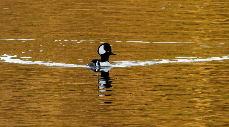 Hooded Merganser- male 2202.jpg :: Hooded Merganser (Lophodytes cucullatus) Long Arm Reservoir, York County, Pennsylvania