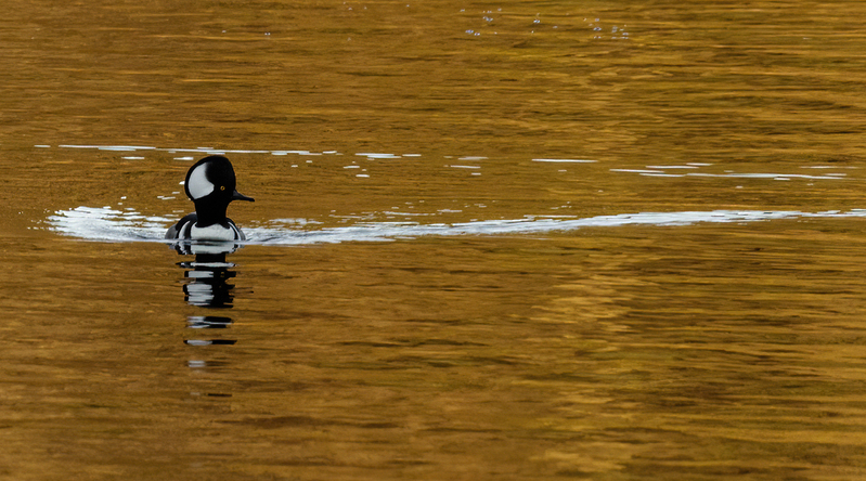 Hooded Merganser- male 2203(1).jpg :: Hooded Merganser (Lophodytes cucullatus) Long Arm Reservoir, York County, Pennsylvania
