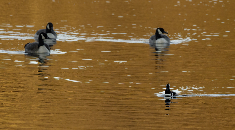 Hooded Merganser- male 2204.jpg :: Hooded Merganser (Lophodytes cucullatus) Long Arm Reservoir, York County, Pennsylvania