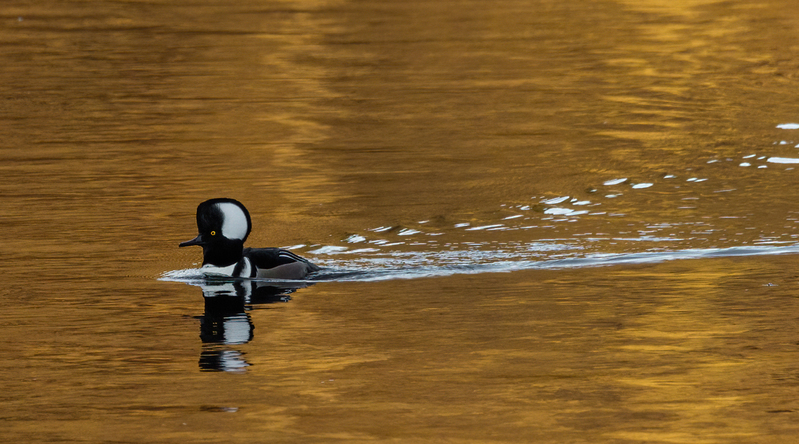 Hooded Merganser- male 2205.jpg :: Hooded Merganser (Lophodytes cucullatus) Long Arm Reservoir, York County, Pennsylvania