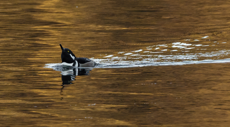 Hooded Merganser- male 2206.jpg :: Hooded Merganser (Lophodytes cucullatus) Long Arm Reservoir, York County, Pennsylvania