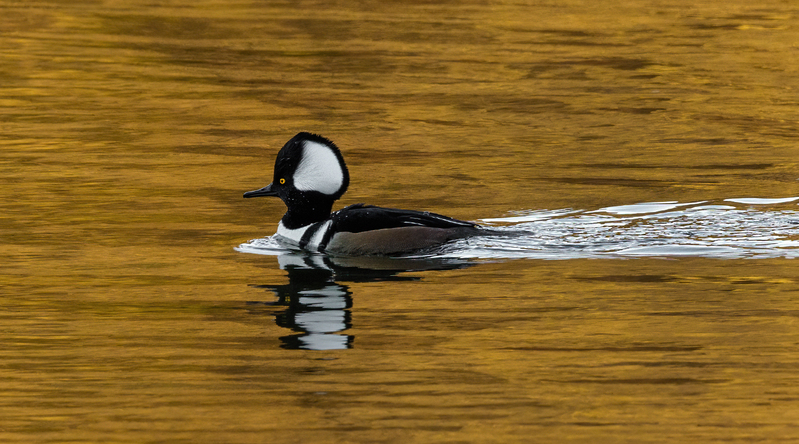 Hooded Merganser- male 2207.jpg :: Hooded Merganser (Lophodytes cucullatus) Long Arm Reservoir, York County, Pennsylvania