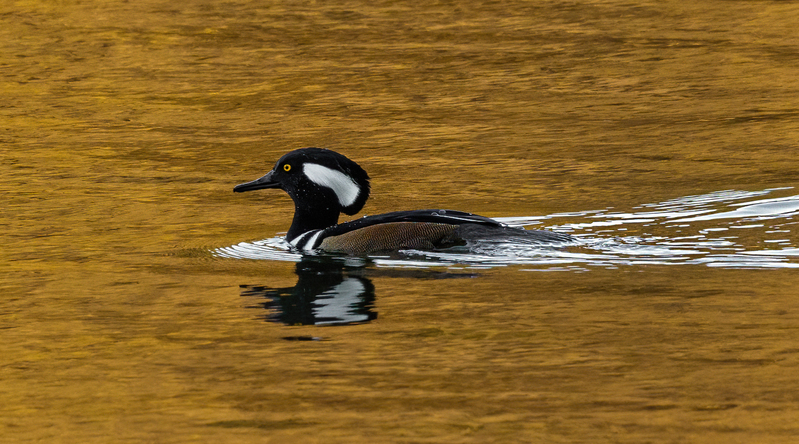 Hooded Merganser- male 2208(1).jpg :: Hooded Merganser (Lophodytes cucullatus) Long Arm Reservoir, York County, Pennsylvania
