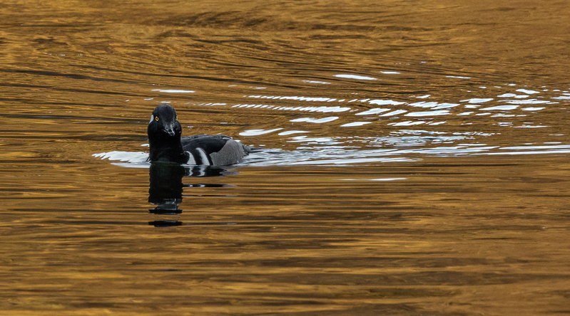 Hooded Merganser- male 2209.jpg :: Hooded Merganser (Lophodytes cucullatus) Long Arm Reservoir, York County, Pennsylvania