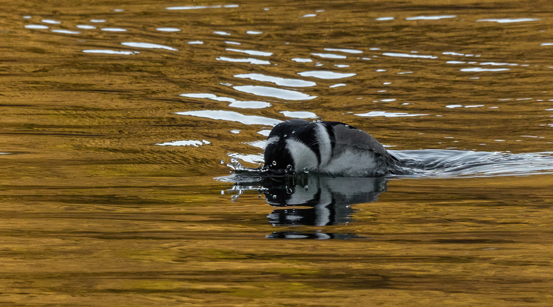 Hooded Merganser- male 2210.jpg :: Hooded Merganser (Lophodytes cucullatus) Long Arm Reservoir, York County, Pennsylvania