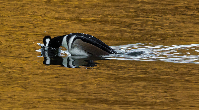 Hooded Merganser- male 2211(1).jpg :: Hooded Merganser (Lophodytes cucullatus) Long Arm Reservoir, York County, Pennsylvania