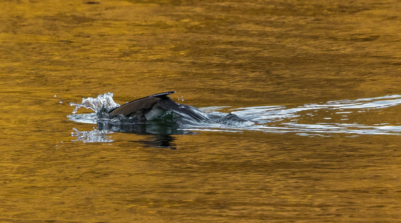 Hooded Merganser- male 2212.jpg :: Hooded Merganser (Lophodytes cucullatus) Long Arm Reservoir, York County, Pennsylvania