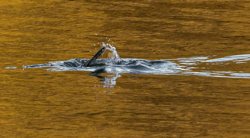 Hooded Merganser- male 2213.jpg :: Hooded Merganser (Lophodytes cucullatus) Long Arm Reservoir, York County, Pennsylvania
